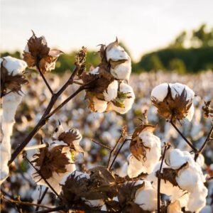 Cotton Seed